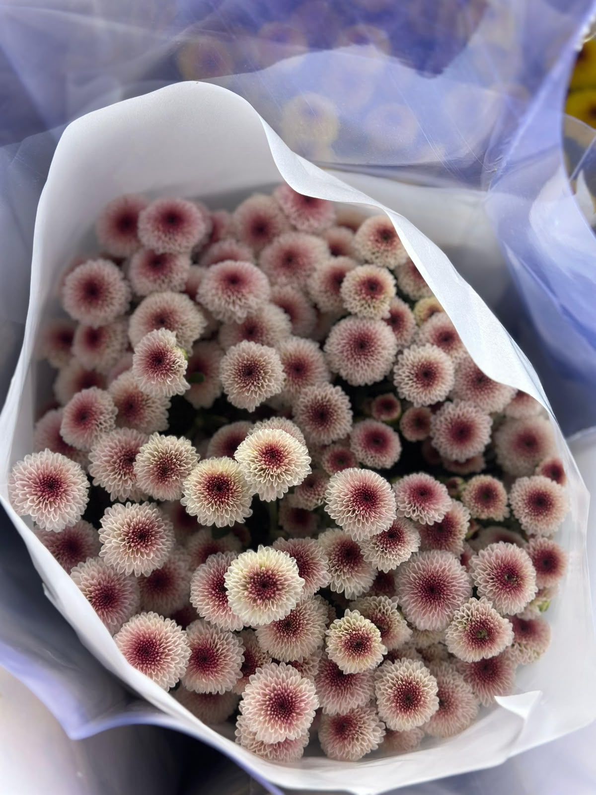 Snow White Chrysanthemum Stems