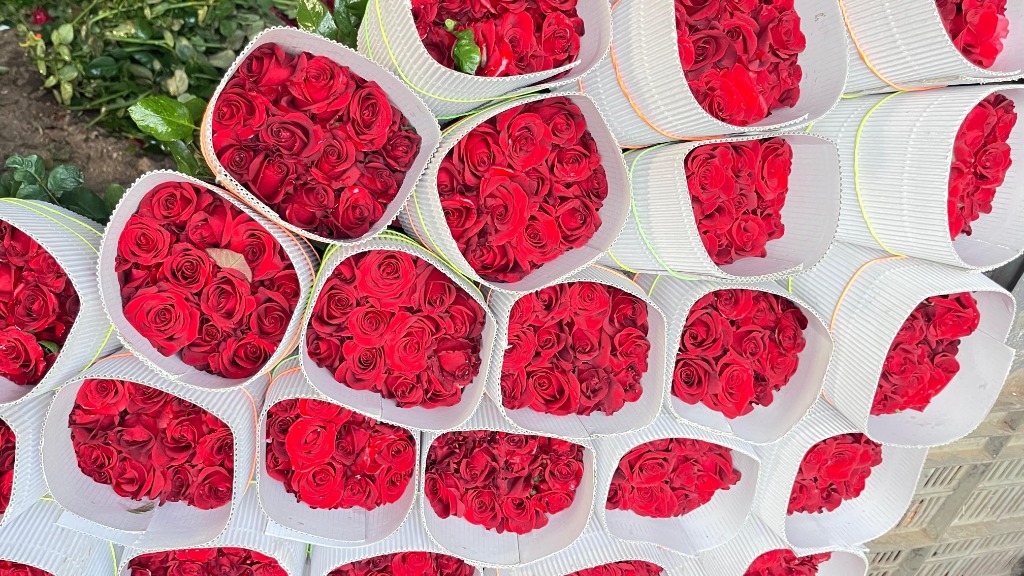 Fresh Dutch Red Roses